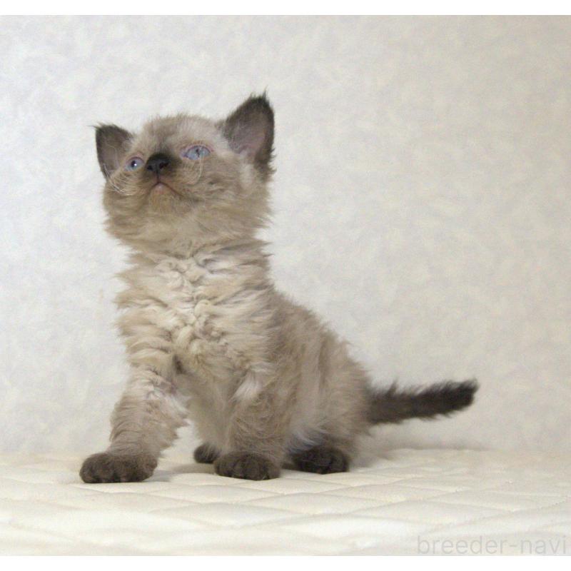 販売中の静岡県のセルカークレックス-129200の16枚目