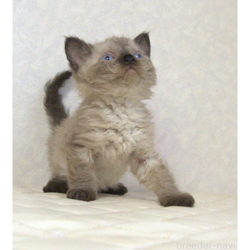 販売中の静岡県のセルカークレックス-129200の15枚目