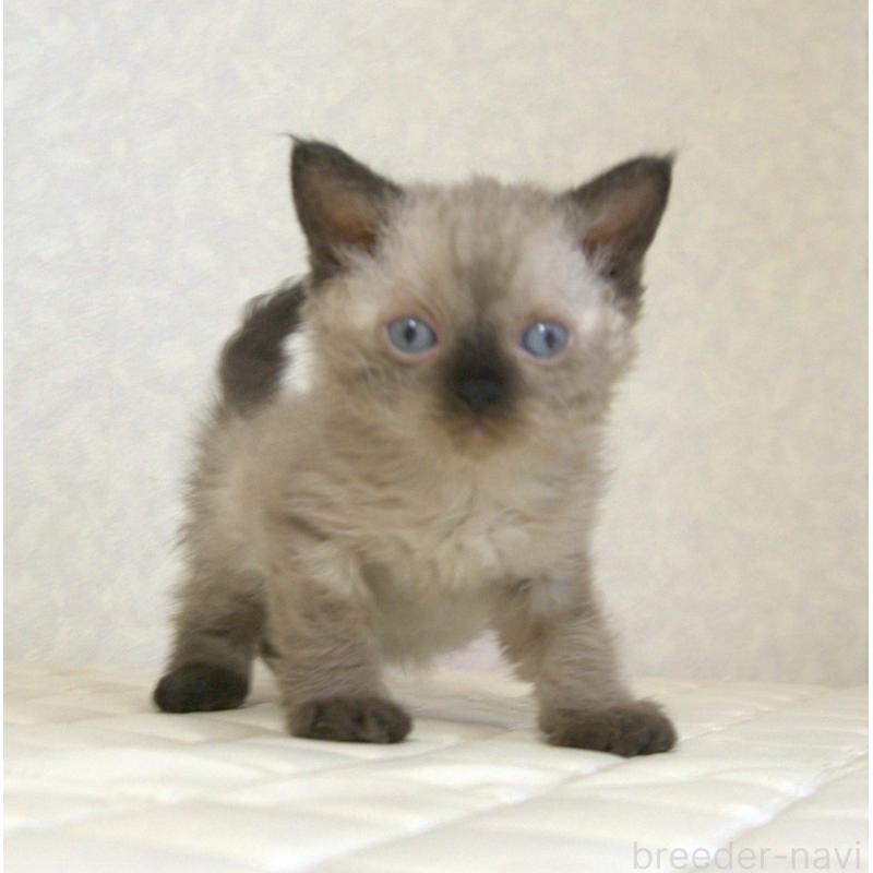 販売中の静岡県のセルカークレックス-129200の14枚目