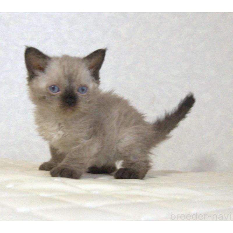 販売中の静岡県のセルカークレックス-129200の13枚目