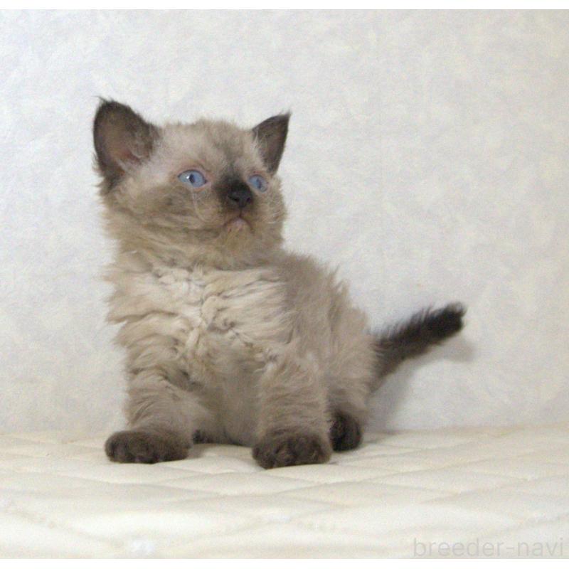 販売中の静岡県のセルカークレックス-129200の12枚目