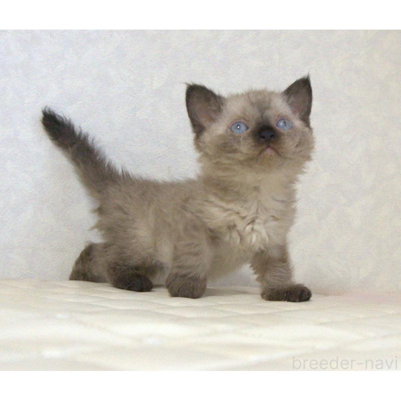 販売中の静岡県のセルカークレックス-129200