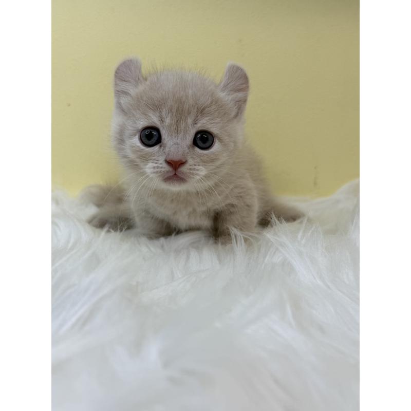 販売中の埼玉県のキンカロー-131172の3枚目