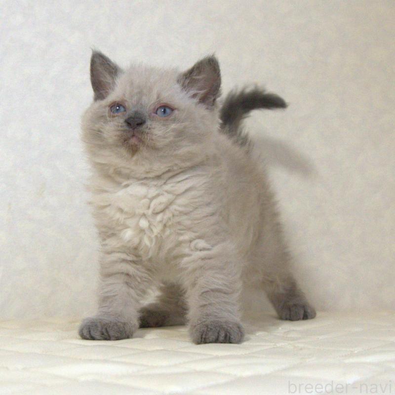 販売中の静岡県のセルカークレックス-129199の15枚目