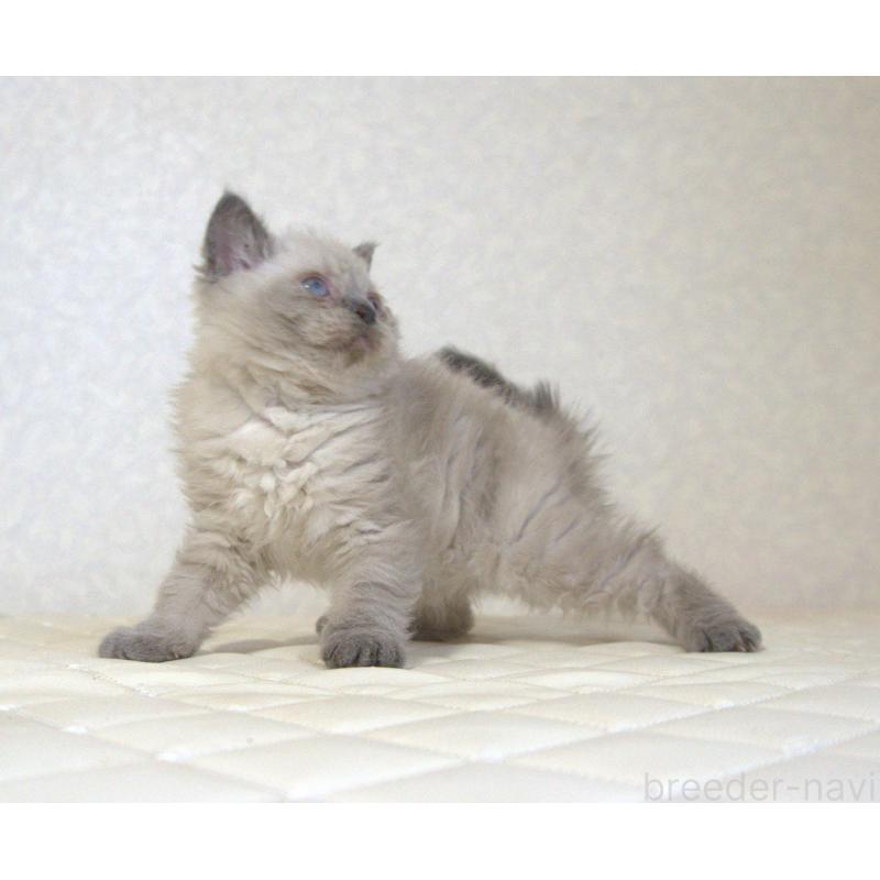 販売中の静岡県のセルカークレックス-129199の14枚目