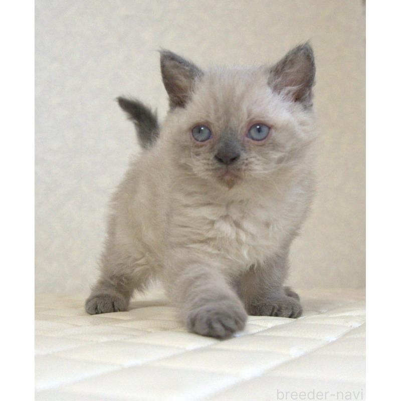 販売中の静岡県のセルカークレックス-129199の13枚目