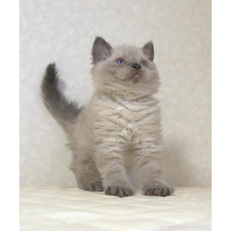 販売中の静岡県のセルカークレックス-129199の12枚目