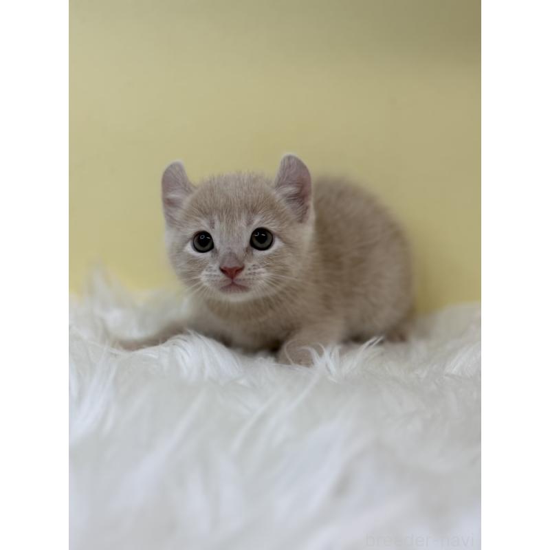 販売中の埼玉県のキンカロー-131173の4枚目