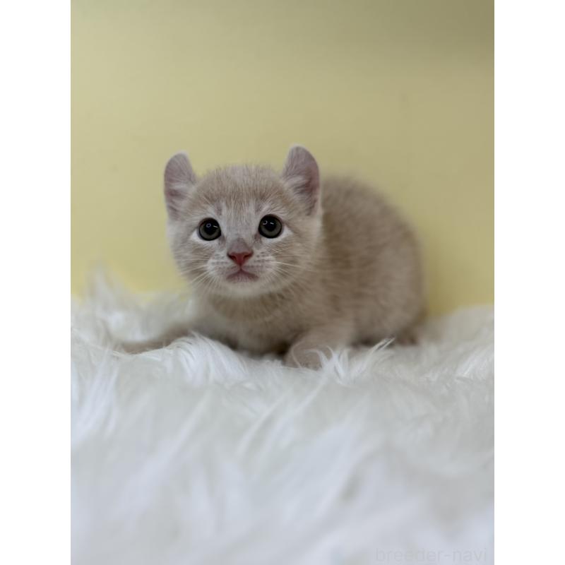 販売中の埼玉県のキンカロー-131173の2枚目