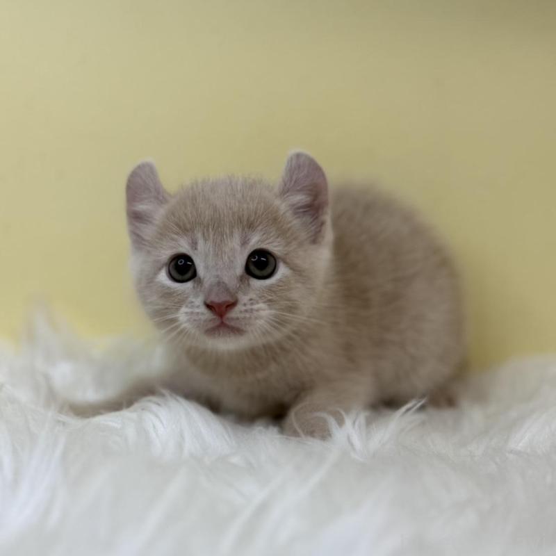 販売中の埼玉県のキンカロー-131173の1枚目