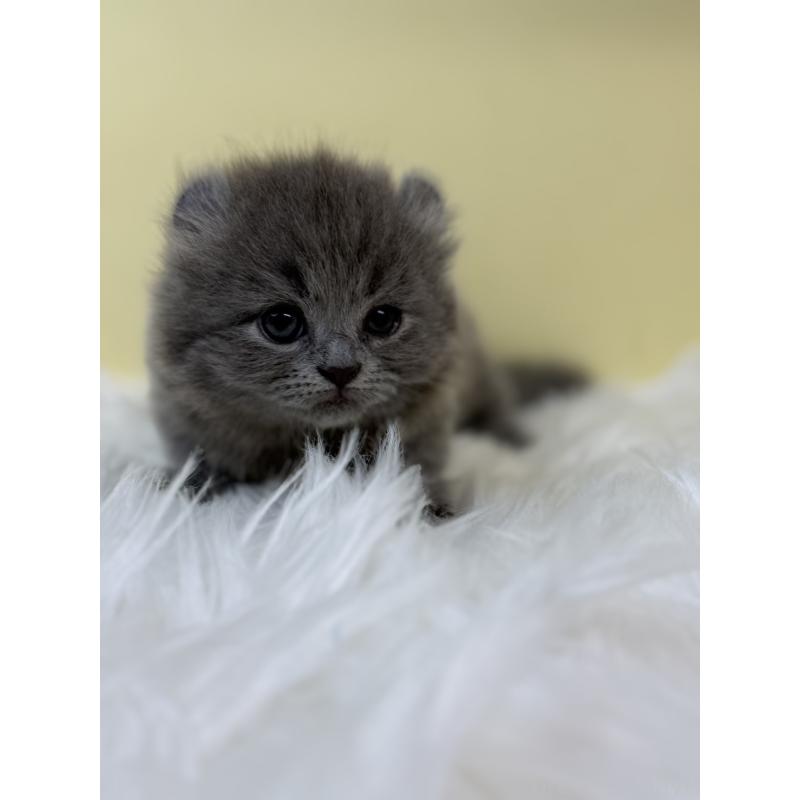 販売中の埼玉県のキンカロー-131174の4枚目