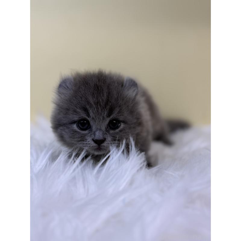 販売中の埼玉県のキンカロー-131174の3枚目