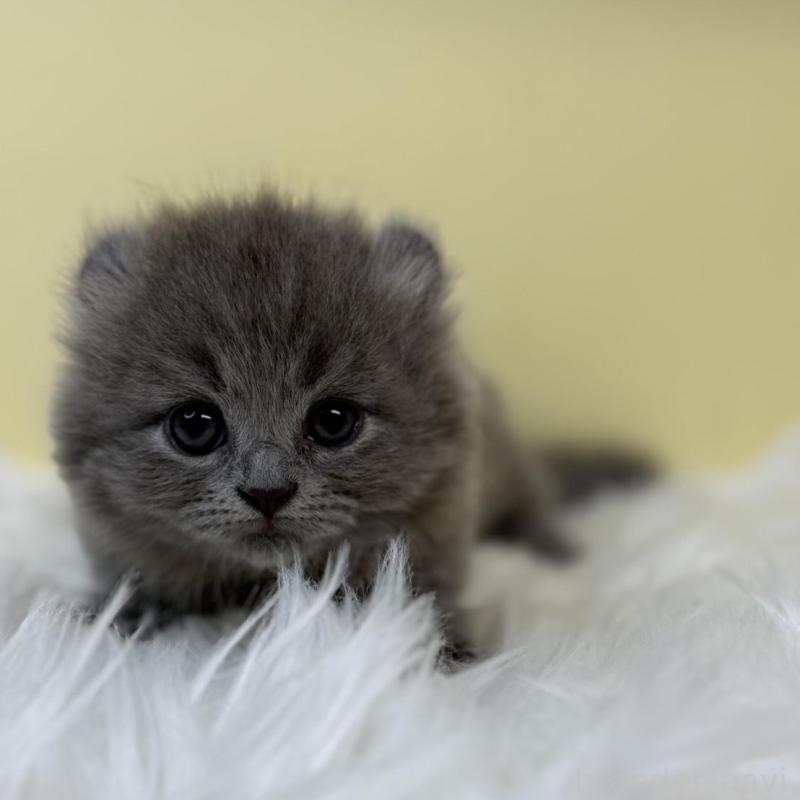 販売中の埼玉県のキンカロー-131174の1枚目