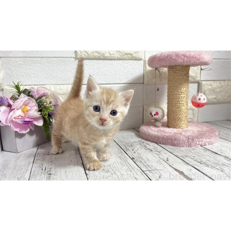 販売中の埼玉県のマンチカン(短足)-131366