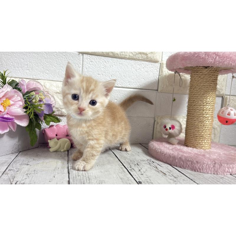 販売中の埼玉県のマンチカン(短足)-131366の13枚目