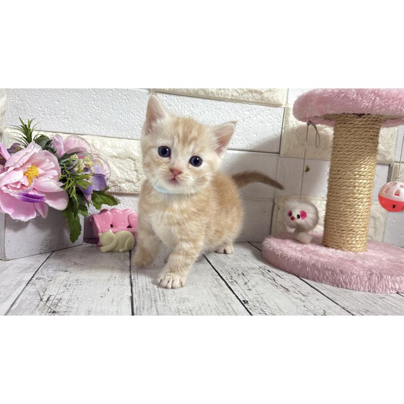 販売中の埼玉県のマンチカン(短足)-131366の12枚目