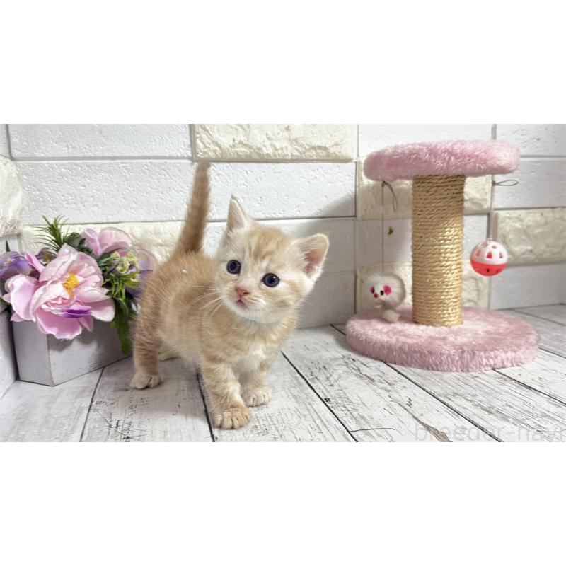 販売中の埼玉県のマンチカン(短足)-131366の11枚目