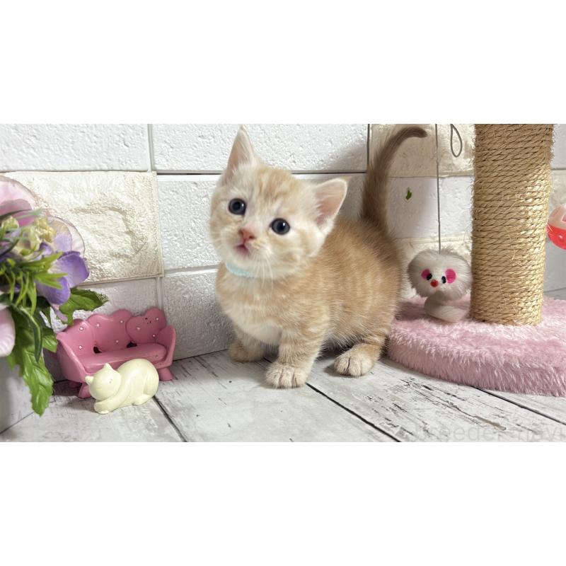 販売中の埼玉県のマンチカン(短足)-131366の9枚目