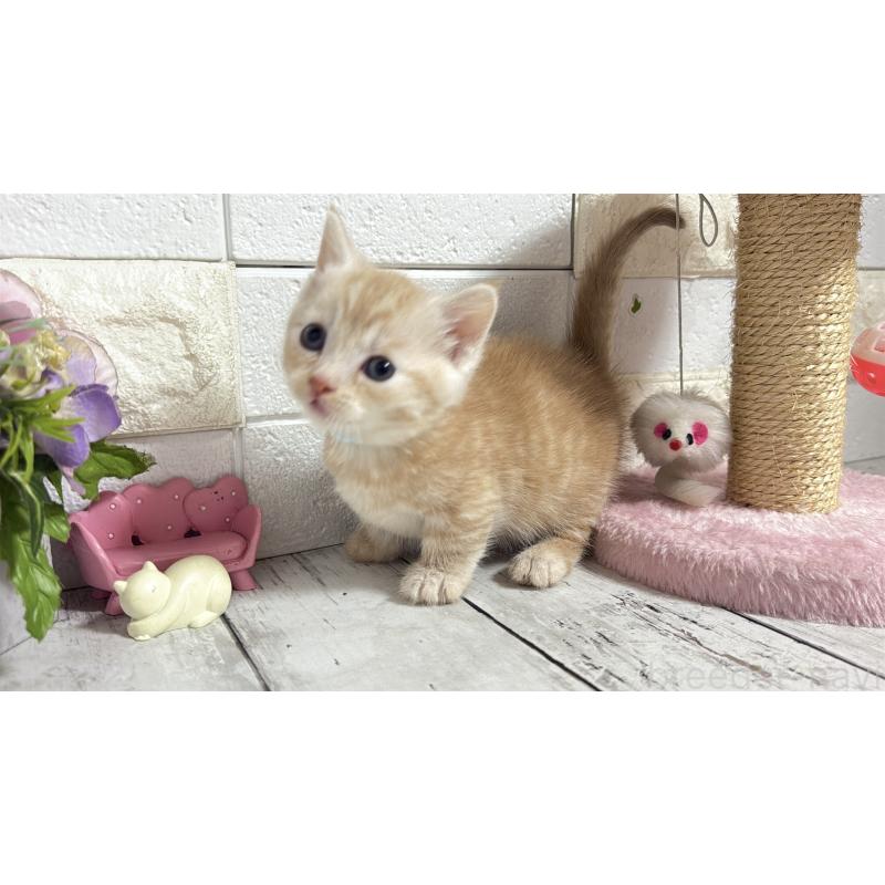 販売中の埼玉県のマンチカン(短足)-131366の8枚目