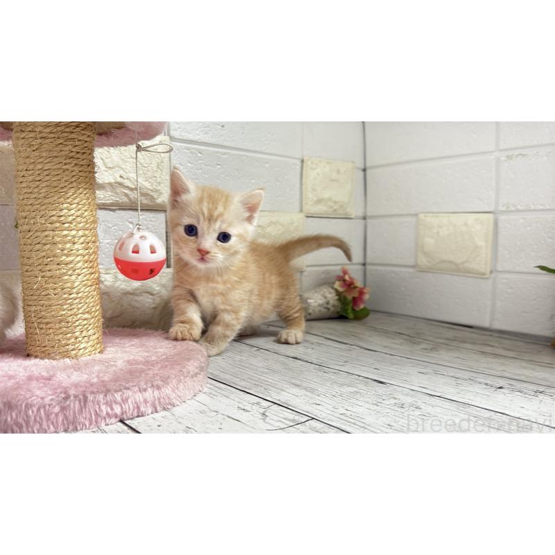 販売中の埼玉県のマンチカン(短足)-131366の7枚目