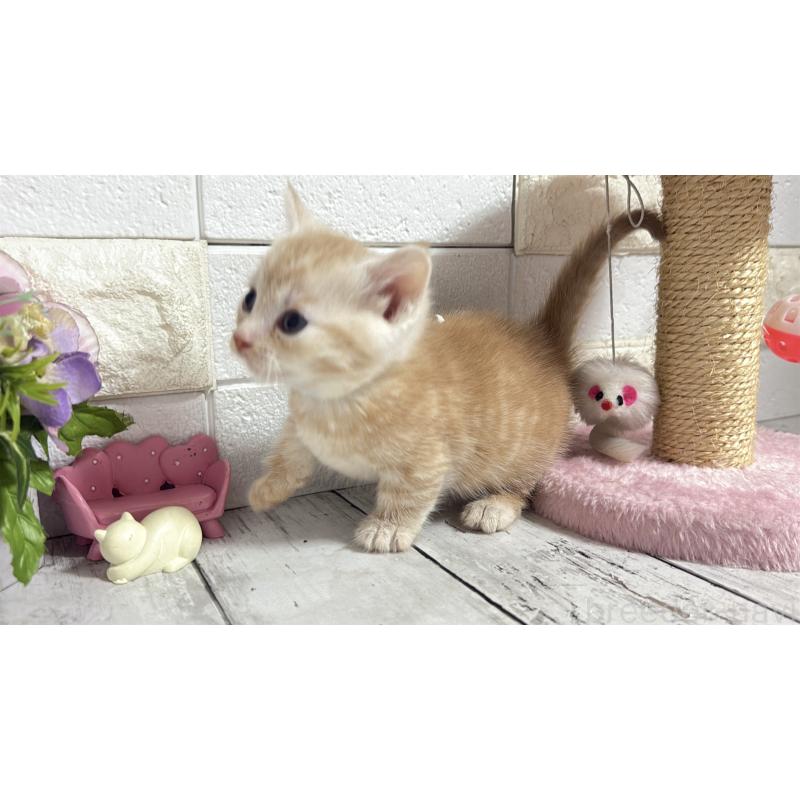 販売中の埼玉県のマンチカン(短足)-131366の6枚目