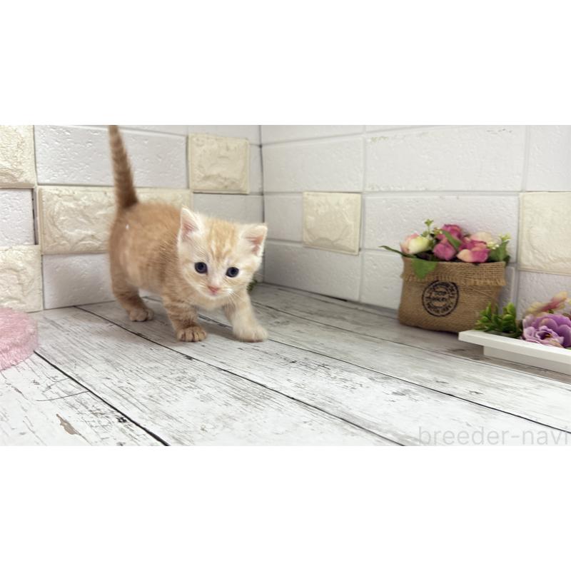 販売中の埼玉県のマンチカン(短足)-131366の5枚目