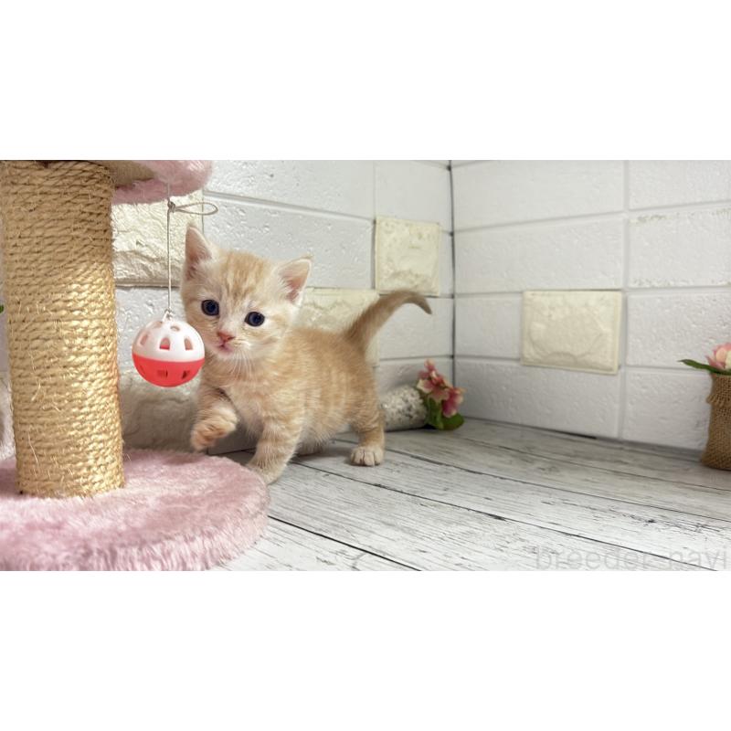 販売中の埼玉県のマンチカン(短足)-131366の4枚目