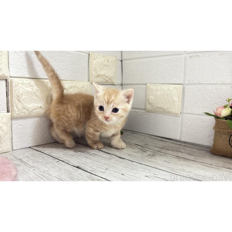 販売中の埼玉県のマンチカン(短足)-131366の3枚目