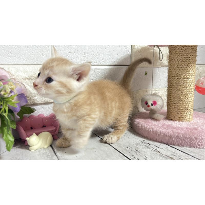 販売中の埼玉県のマンチカン(短足)-131366の2枚目