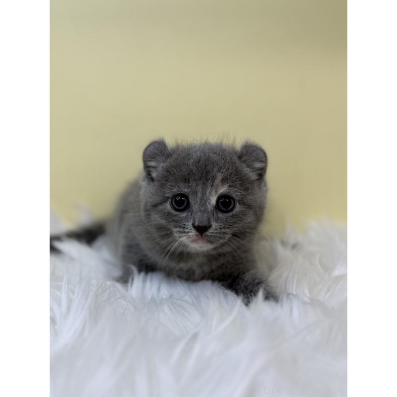 販売中の埼玉県のキンカロー-131175の3枚目