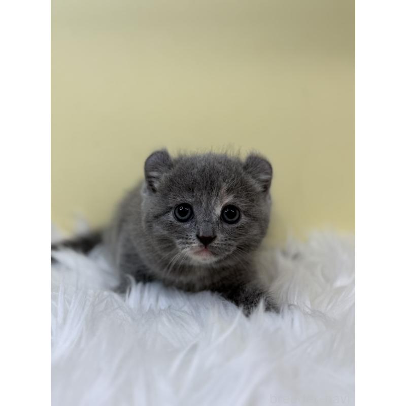 販売中の埼玉県のキンカロー-131175の2枚目