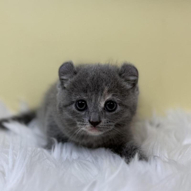 販売中の埼玉県のキンカロー-131175の1枚目