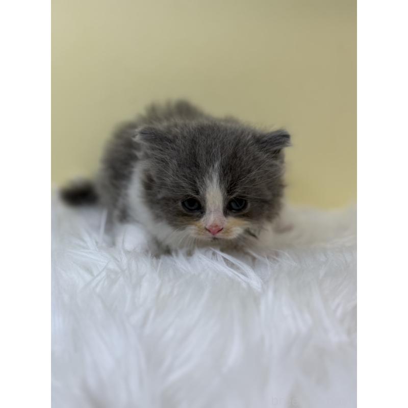 販売中の埼玉県のラガマフィン-131176の3枚目