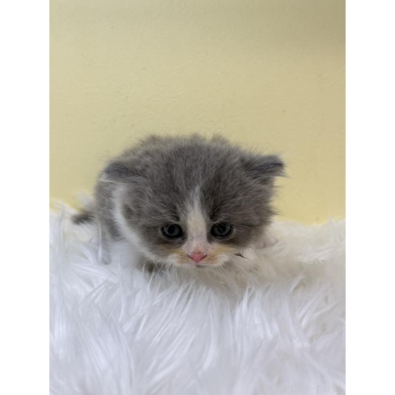 販売中の埼玉県のラガマフィン-131176の2枚目