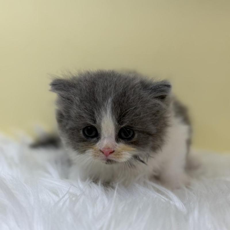 販売中の埼玉県のラガマフィン-131176の1枚目