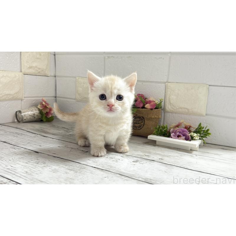 販売中の埼玉県のマンチカン(短足)-131367