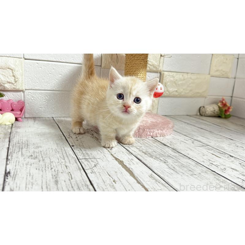 販売中の埼玉県のマンチカン(短足)-131367の18枚目