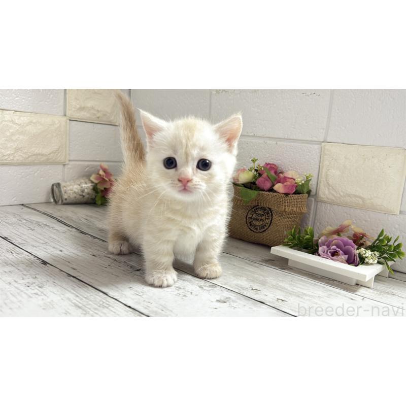 販売中の埼玉県のマンチカン(短足)-131367の17枚目