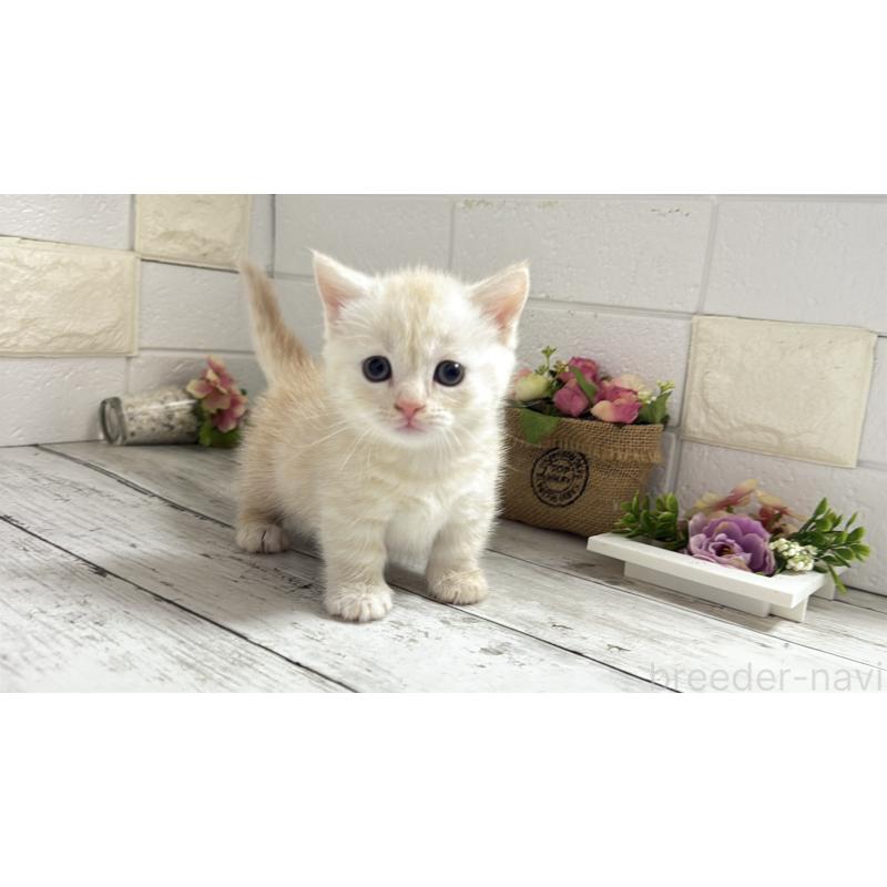 販売中の埼玉県のマンチカン(短足)-131367の16枚目