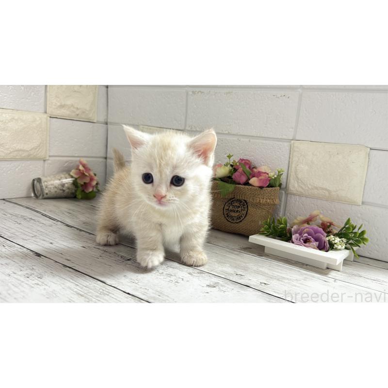 販売中の埼玉県のマンチカン(短足)-131367の15枚目