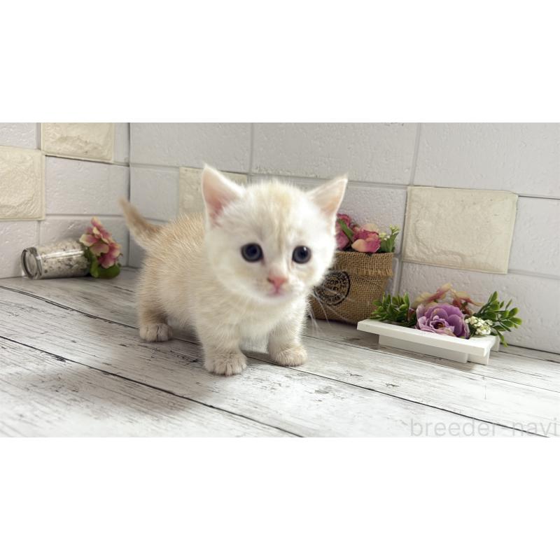 販売中の埼玉県のマンチカン(短足)-131367の13枚目