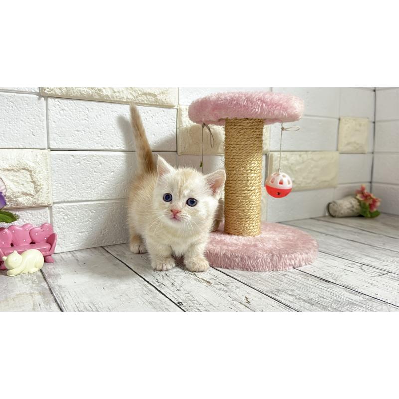 販売中の埼玉県のマンチカン(短足)-131367の12枚目