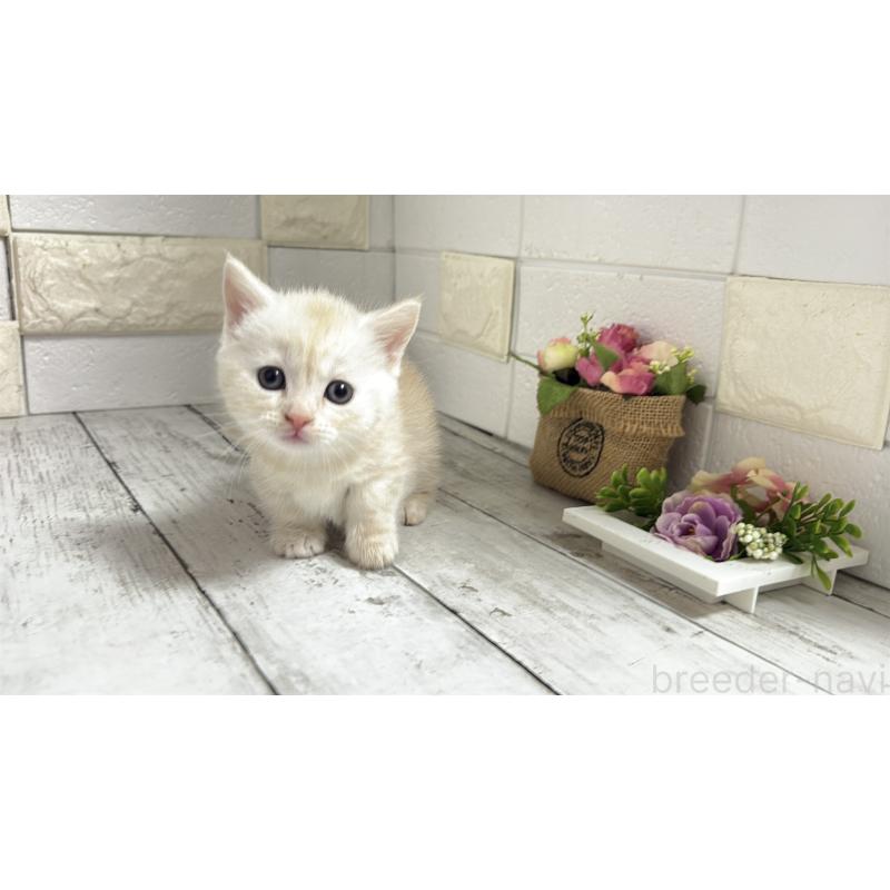 販売中の埼玉県のマンチカン(短足)-131367の11枚目