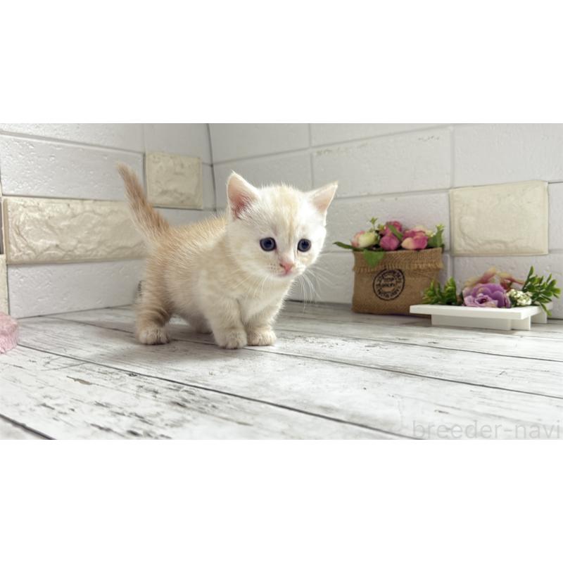 販売中の埼玉県のマンチカン(短足)-131367の10枚目