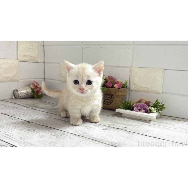 販売中の埼玉県のマンチカン(短足)-131367の9枚目