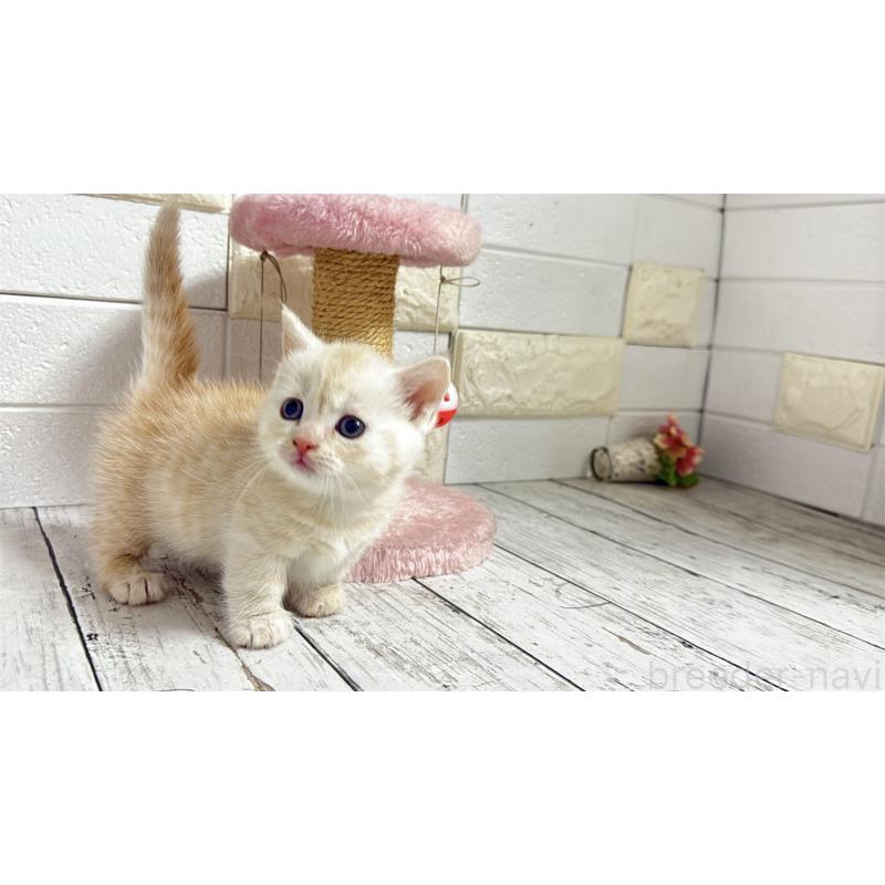 販売中の埼玉県のマンチカン(短足)-131367の7枚目