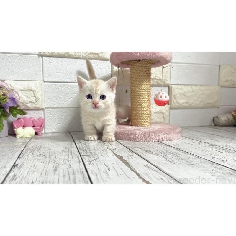 販売中の埼玉県のマンチカン(短足)-131367の6枚目