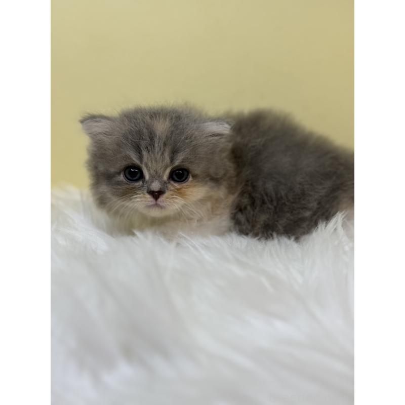 販売中の埼玉県のラガマフィン-131177の4枚目