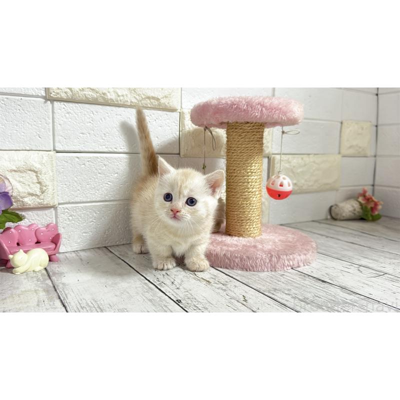 販売中の埼玉県のマンチカン(短足)-131367の4枚目