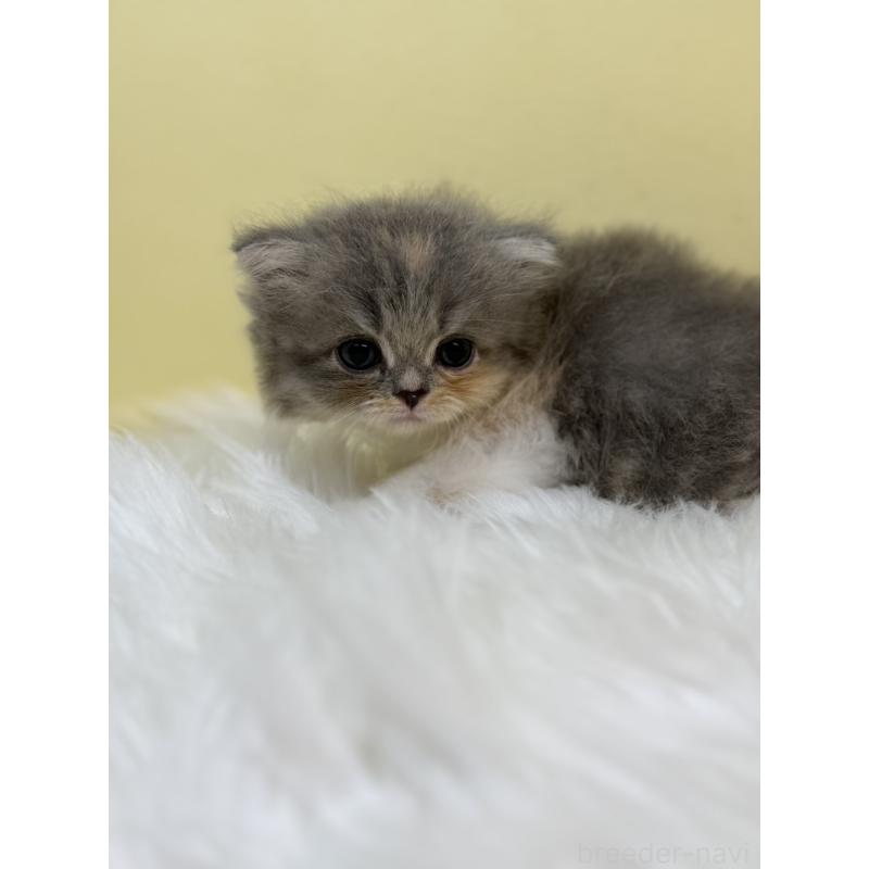 販売中の埼玉県のラガマフィン-131177の3枚目